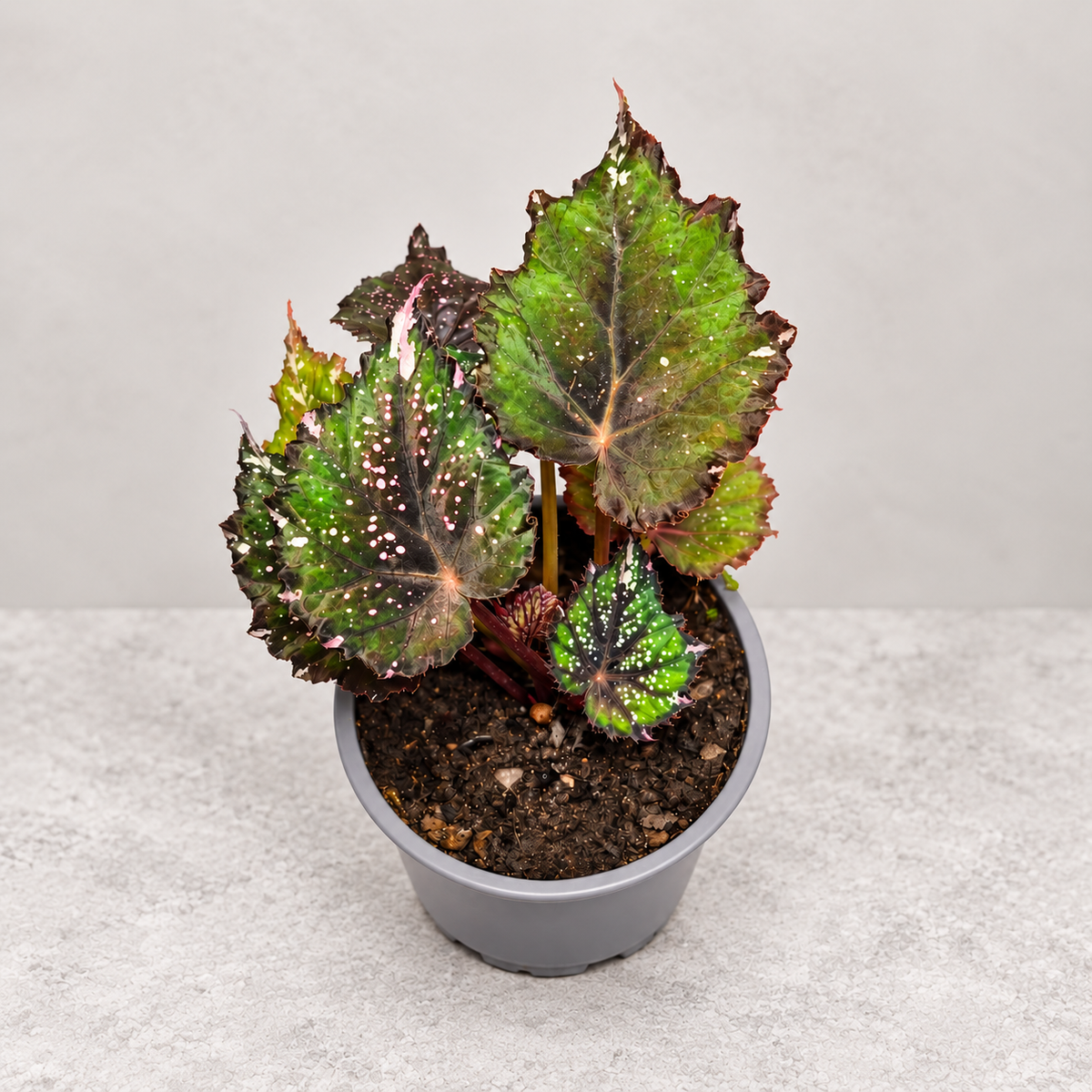 Begonia African jungle