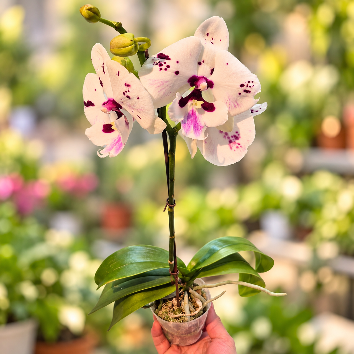 Orquídeas