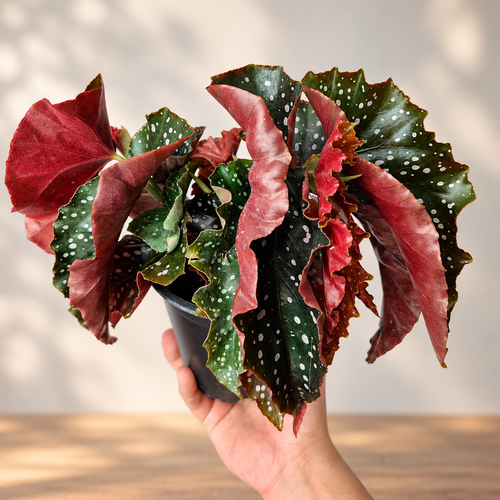 Begonia cracklin rosie