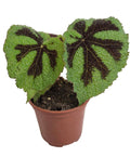 Begonia masoniana