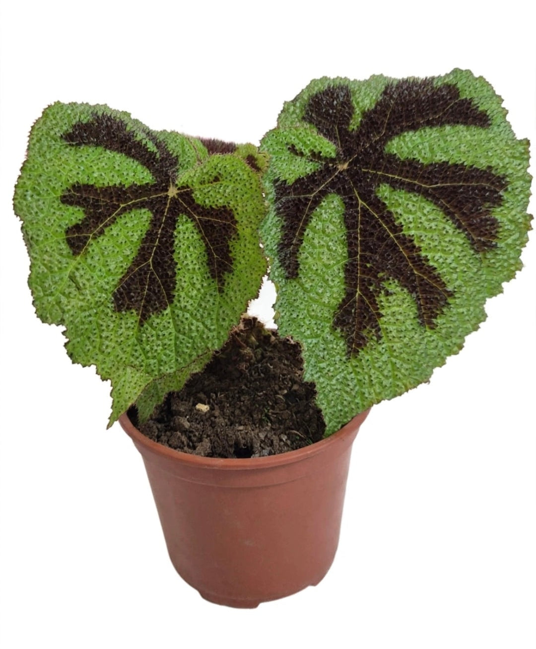 Begonia masoniana