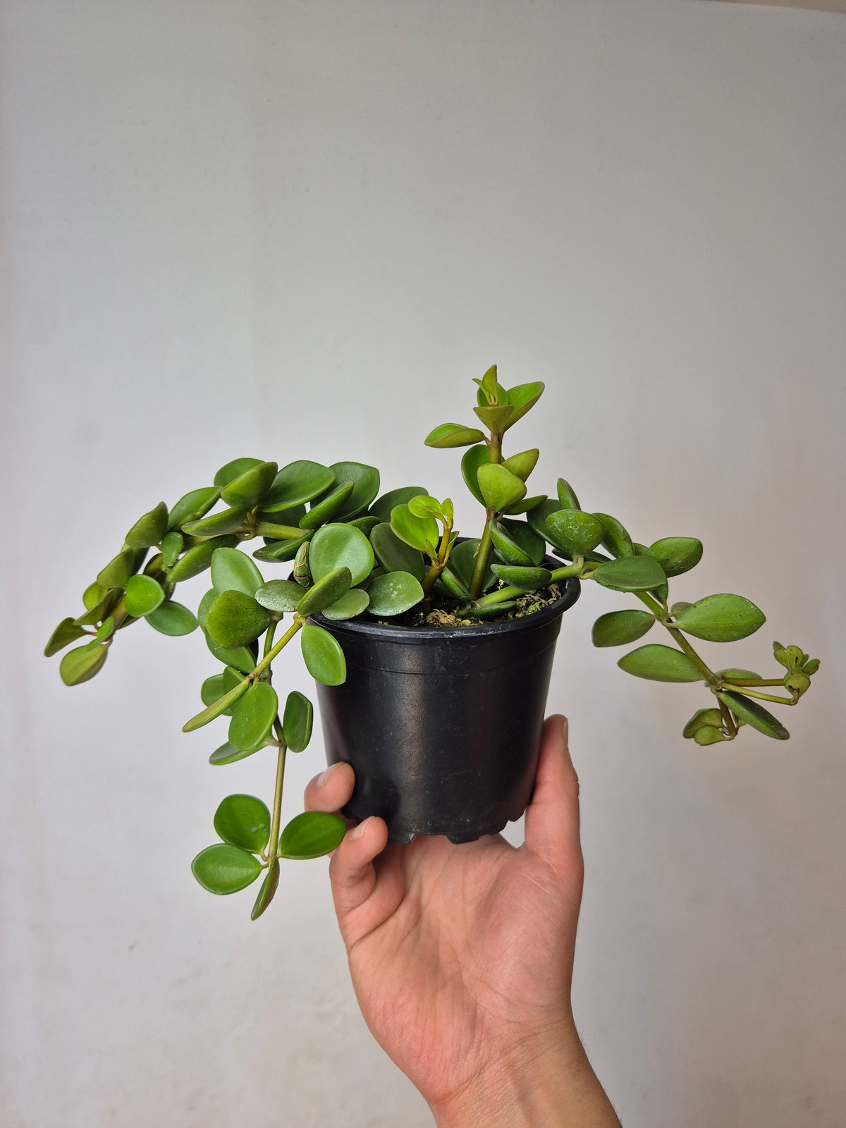 Peperomia hope