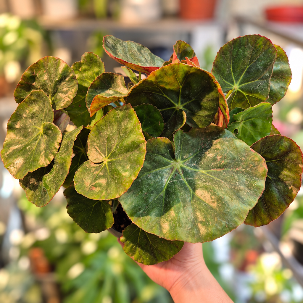 Begonia cuero
