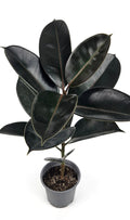 Gomero elastica grande