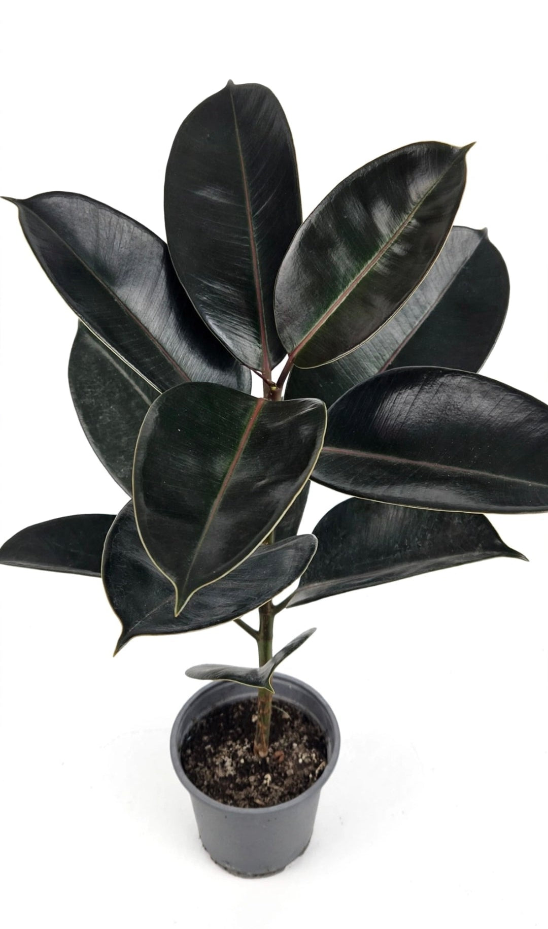 Gomero elastica grande