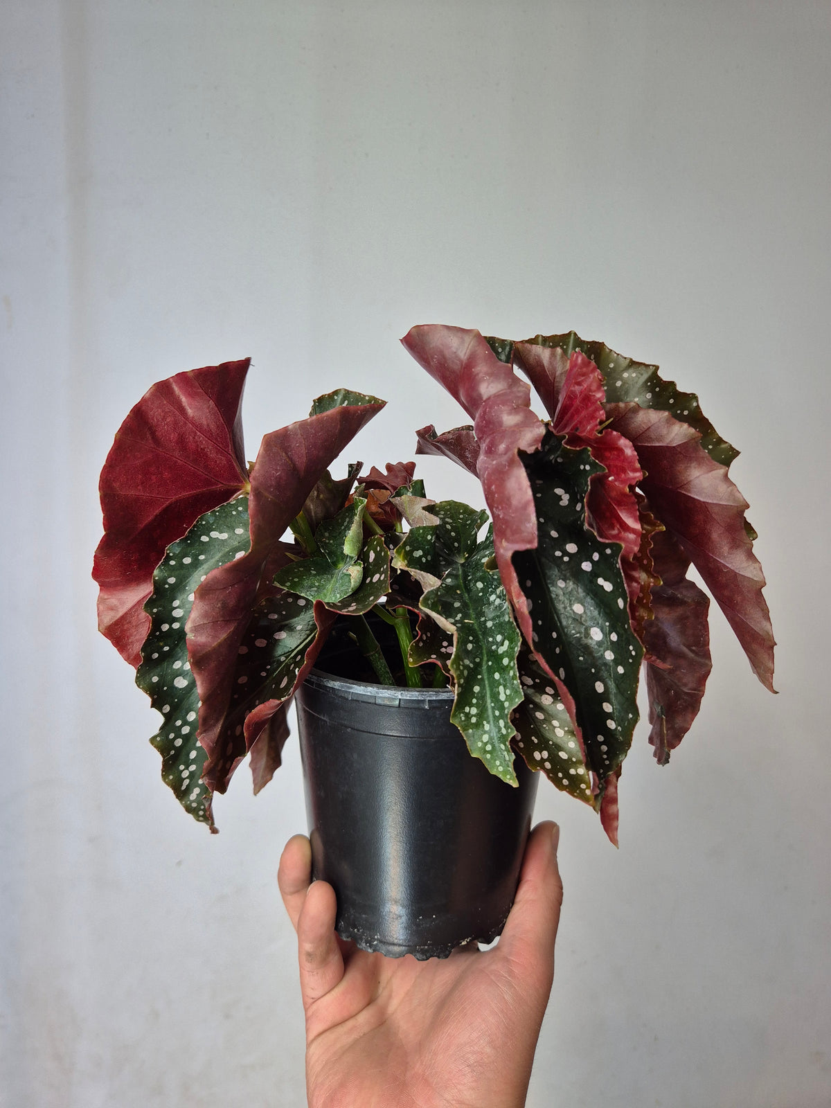 Begonia cracklin rosie