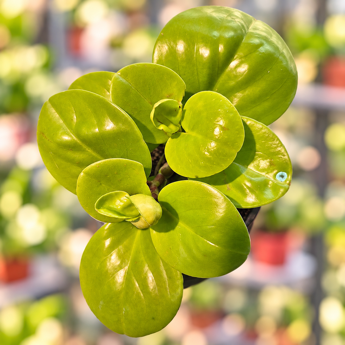 Peperomia obtusifolia lemon