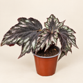 Begonia rex