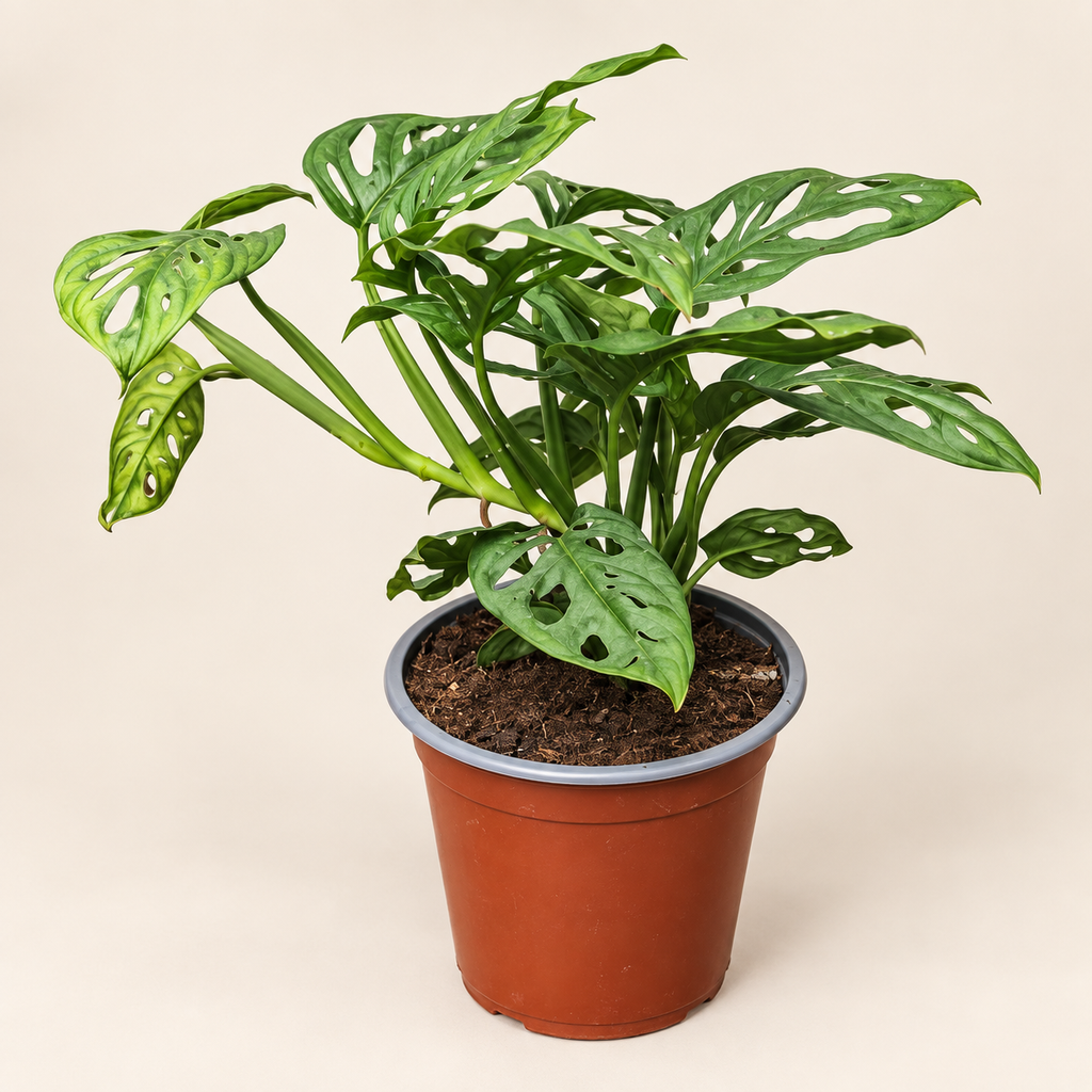Adansonii Narrow