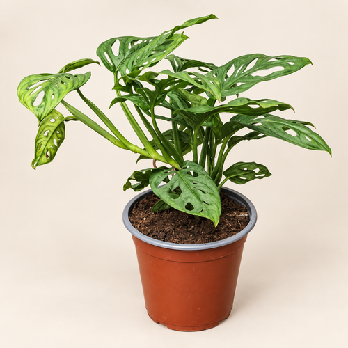 Adansonii Narrow