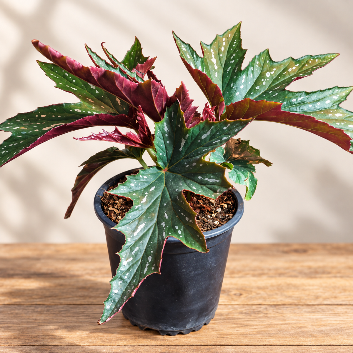 Begonia lady vanderwilt