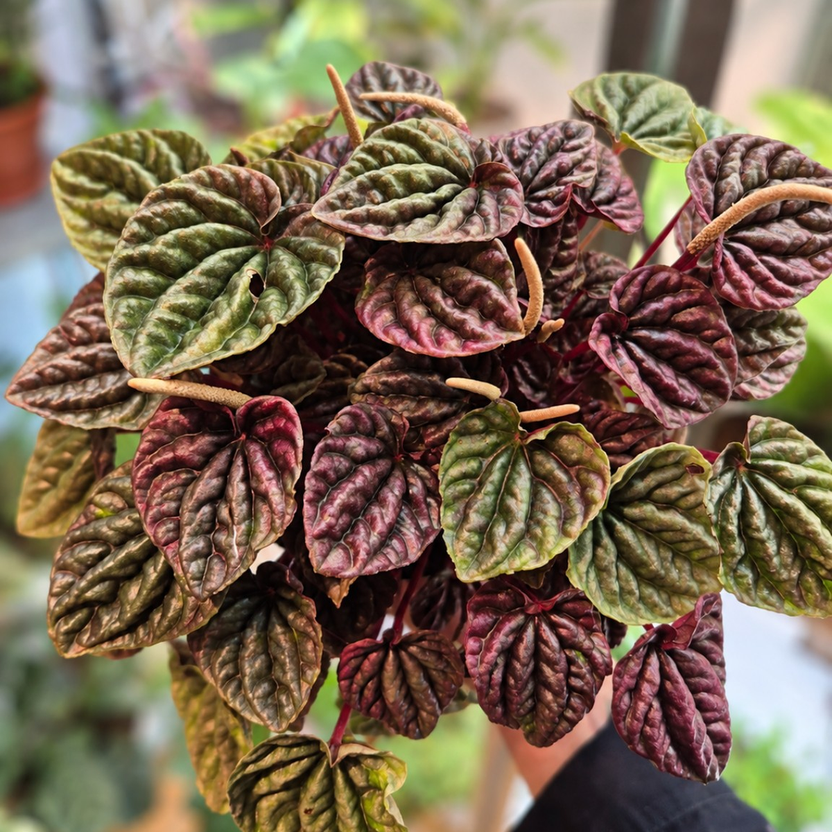 Peperomia Caperata