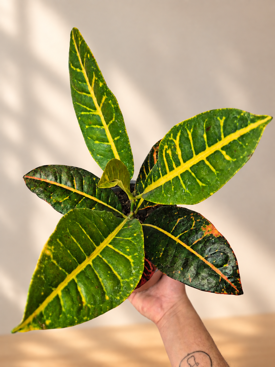 Croton