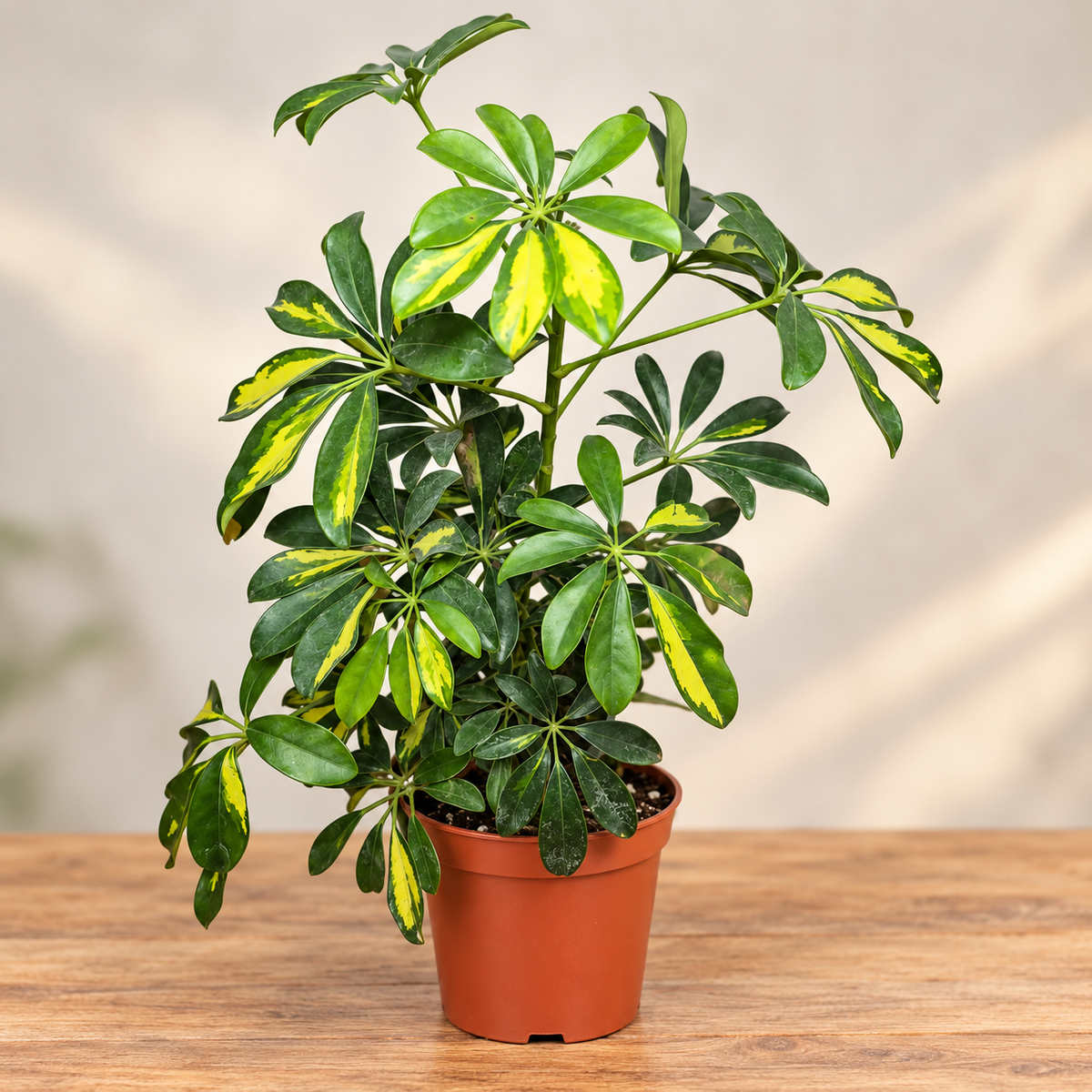 Schefflera