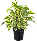 Ficus melanie variegado