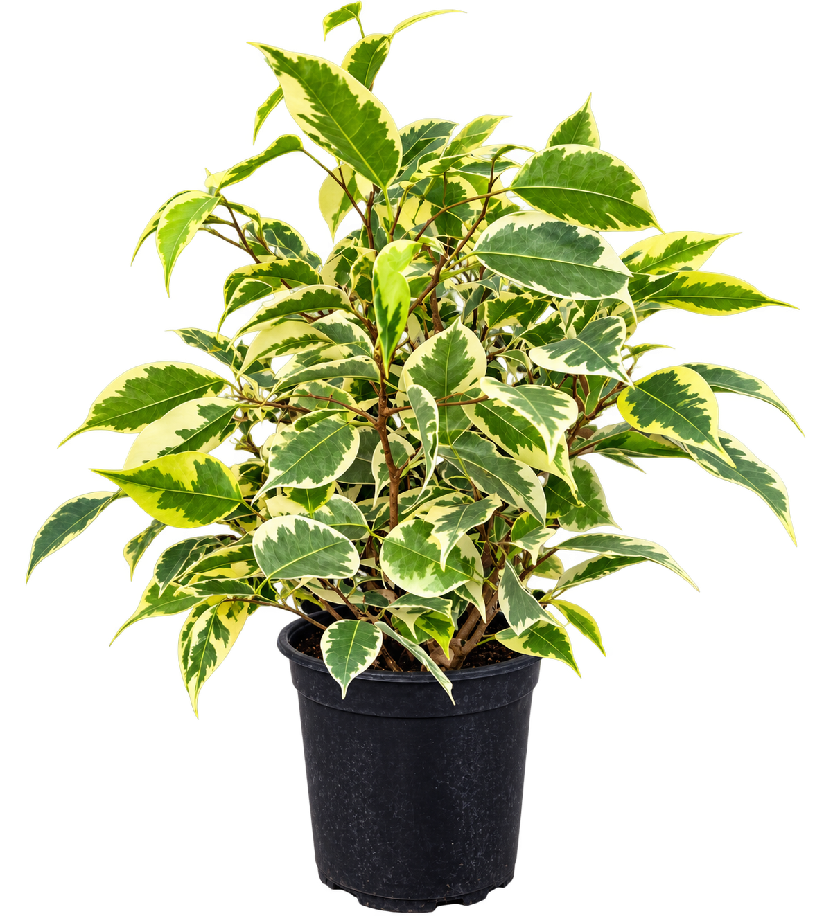 Ficus melanie variegado