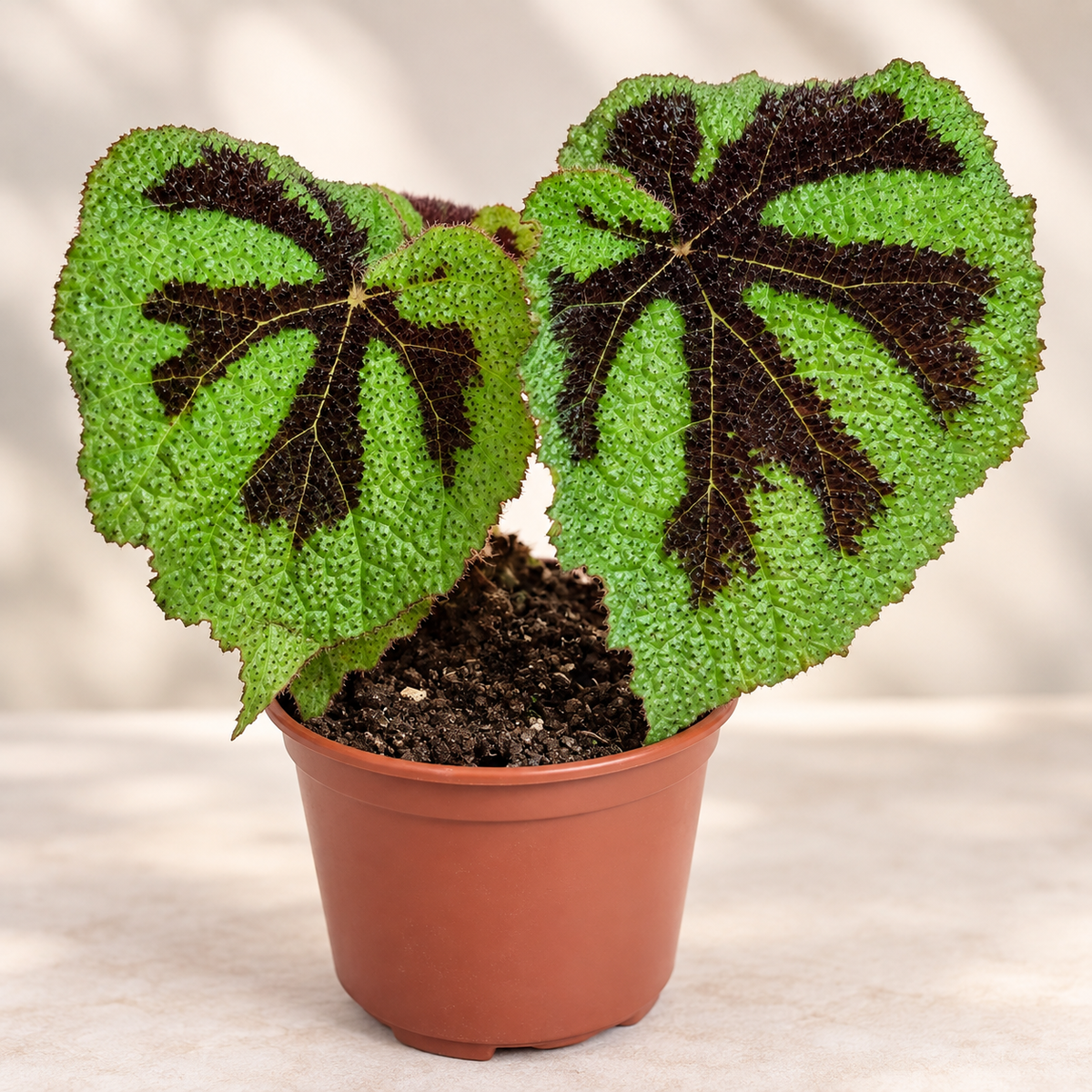 Begonia masoniana