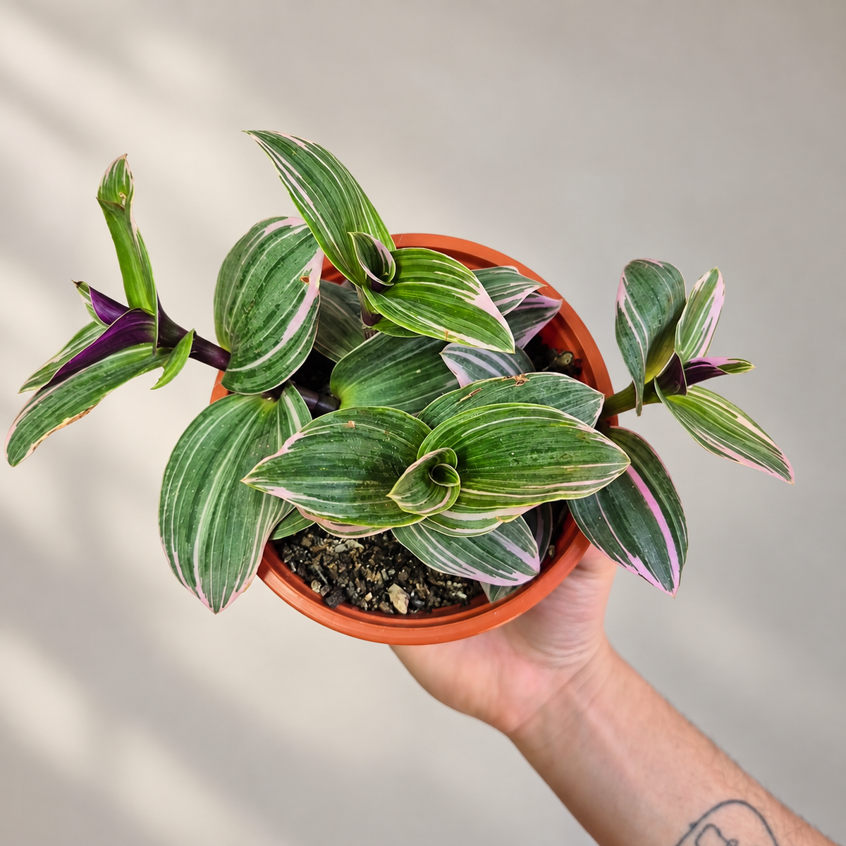 Tradescantia Nanouk