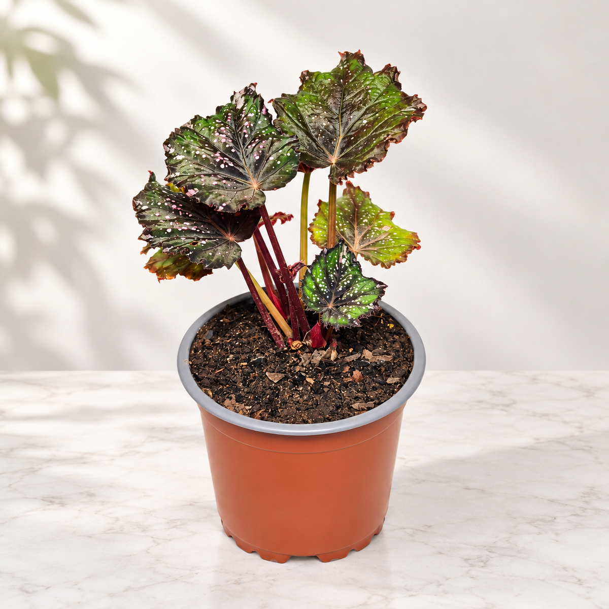 Begonia African jungle
