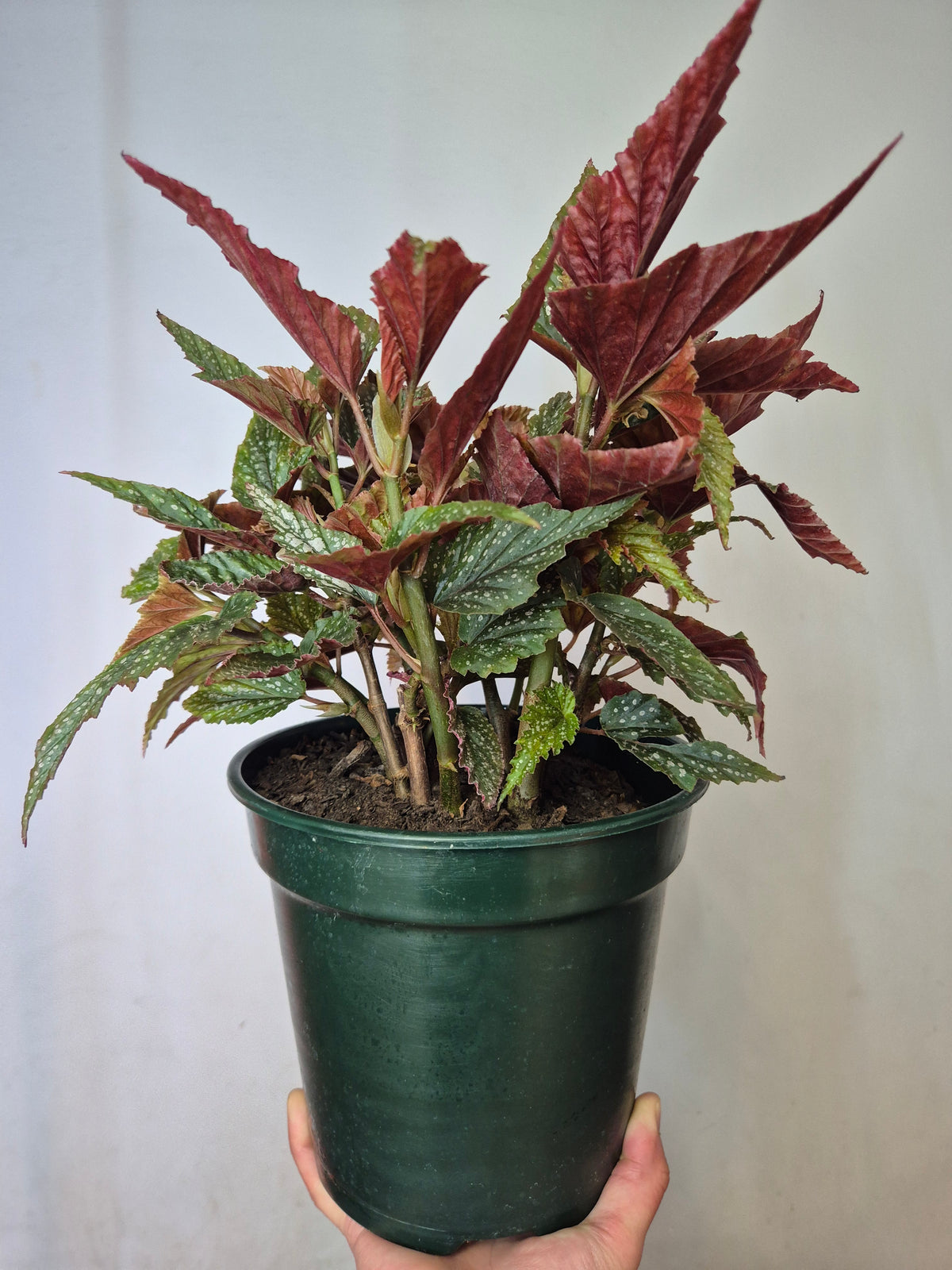 Begonia alas de angel