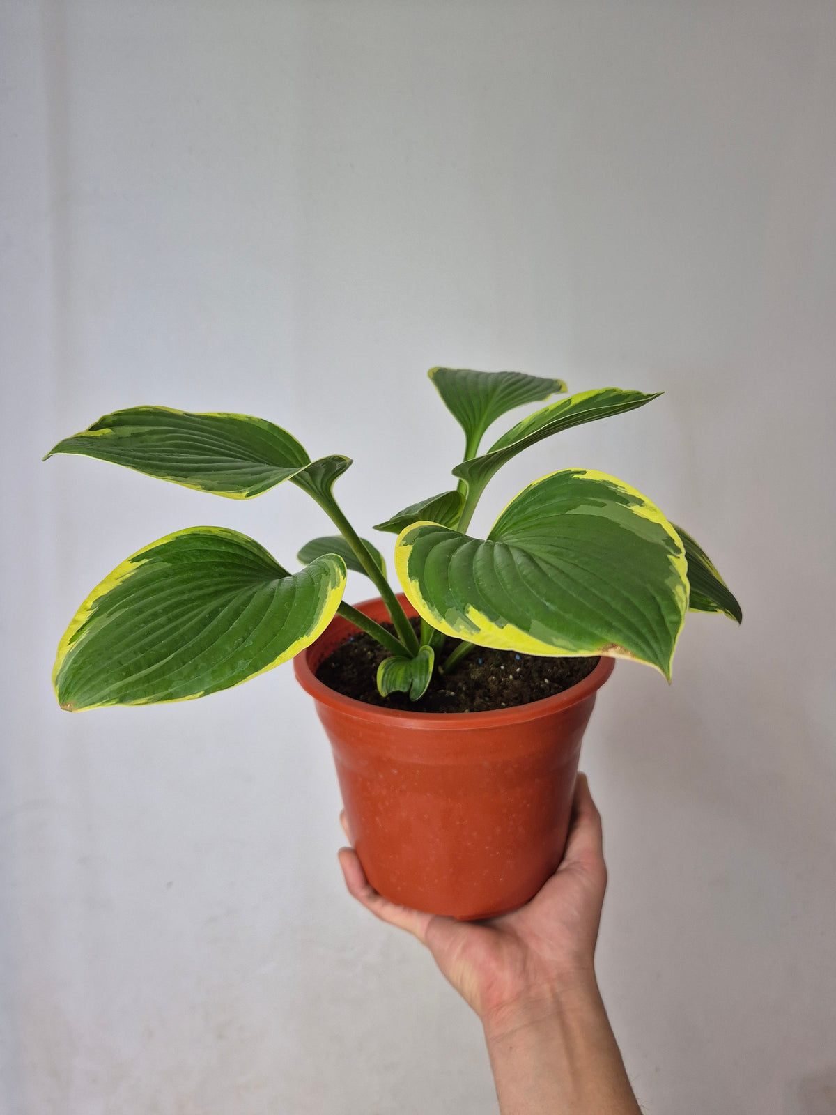 Hosta