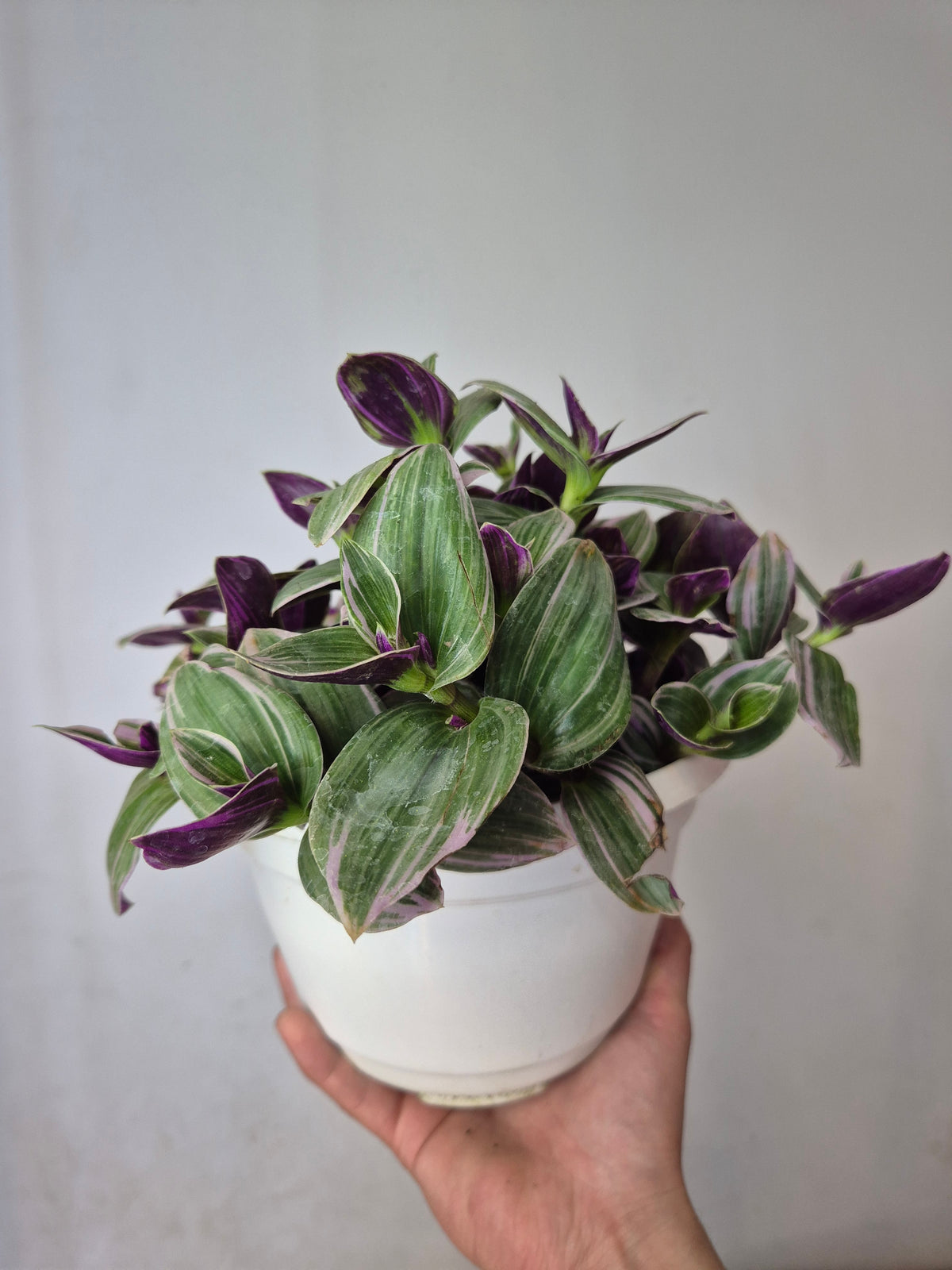 Tradescantia Nanouk bowl