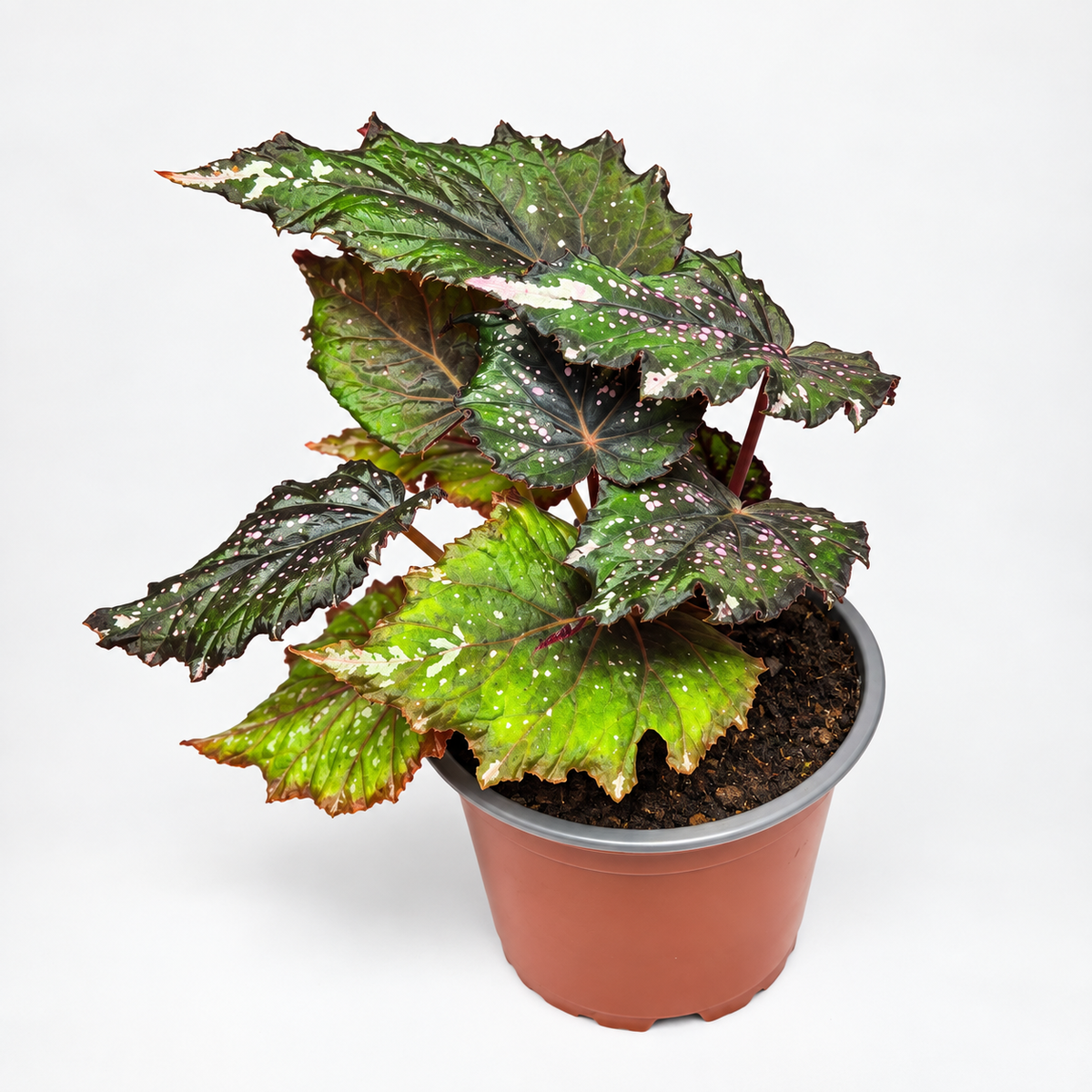 Begonia African jungle