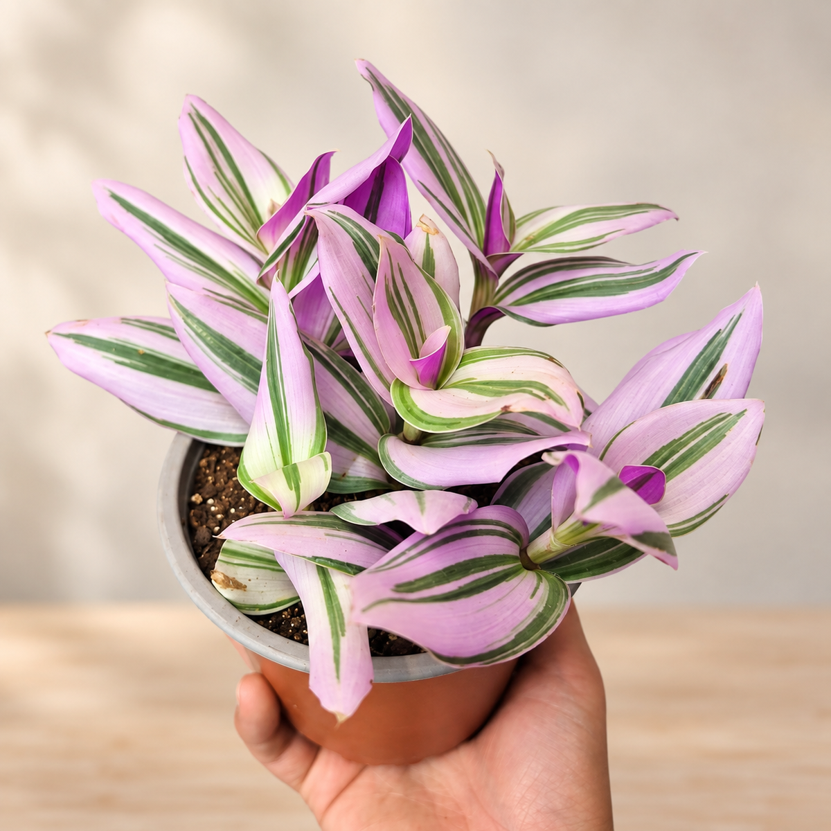 Tradescantia nanouk pink