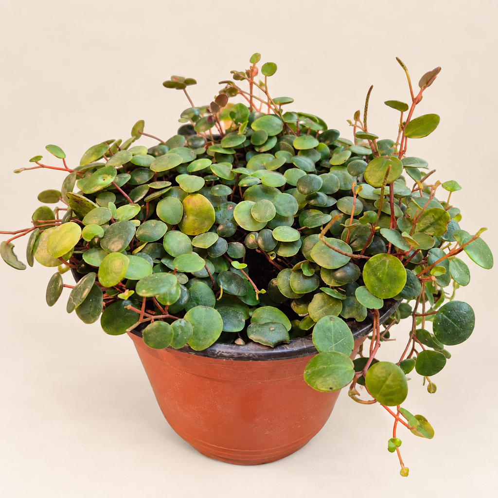 Peperomia peperspot