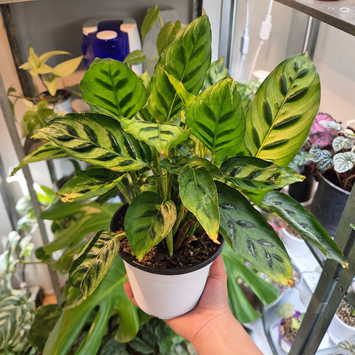 Calathea leopardina
