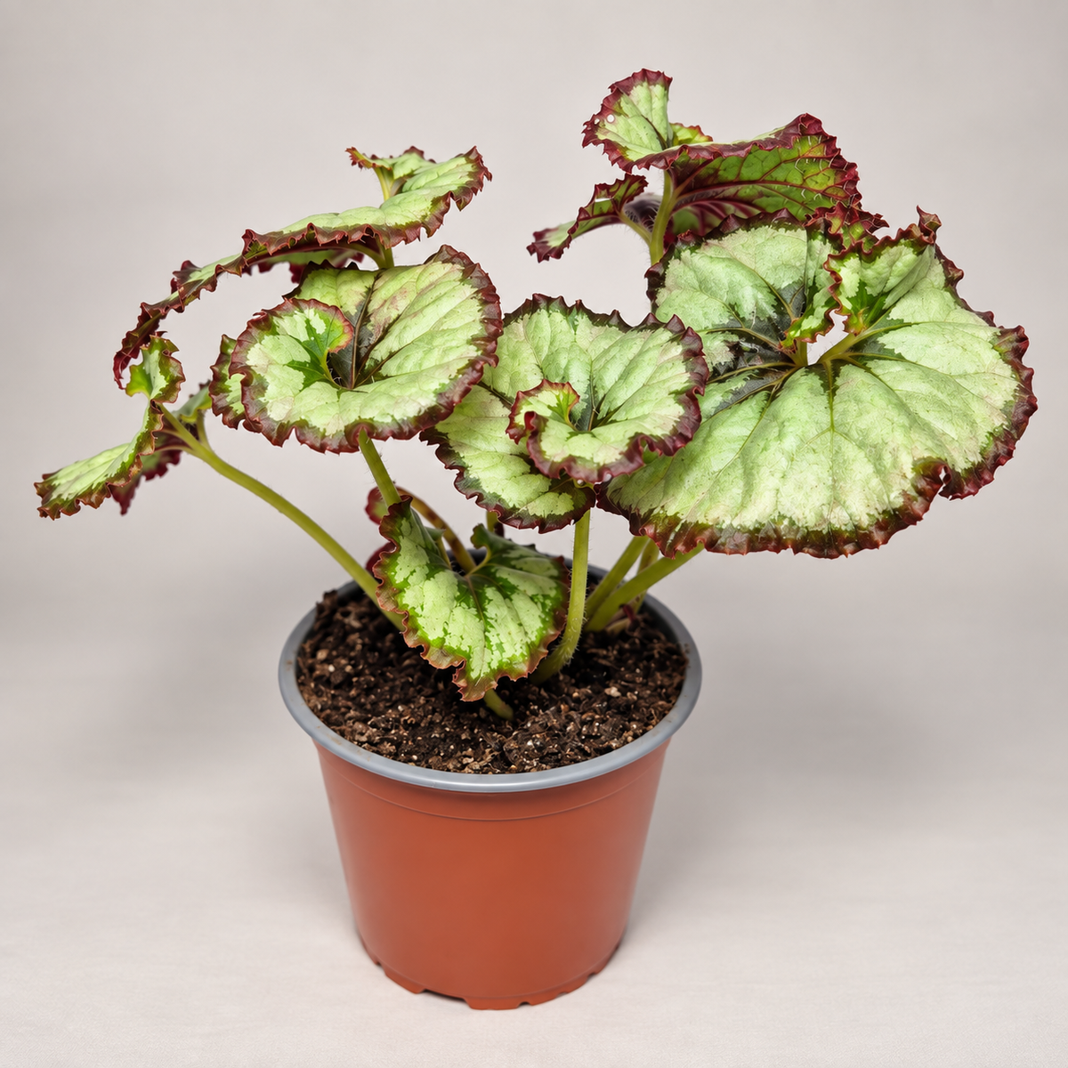 Begonia caracol
