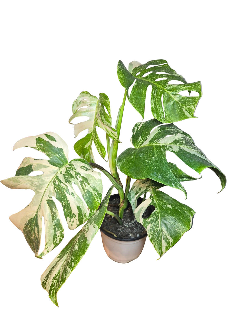 Monstera Variegada