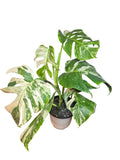 Monstera Variegada