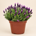 Lavanda stoecha pink