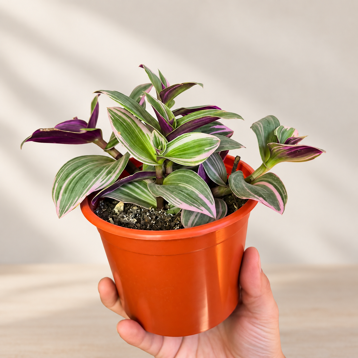 Tradescantia Nanouk