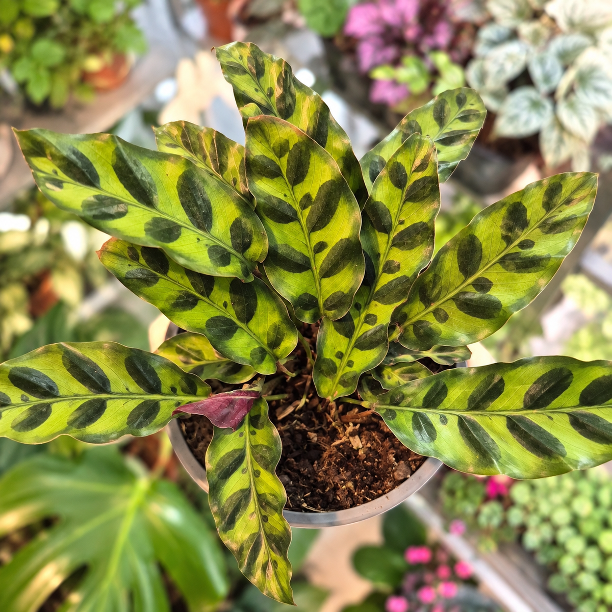 Calathea lancifolia