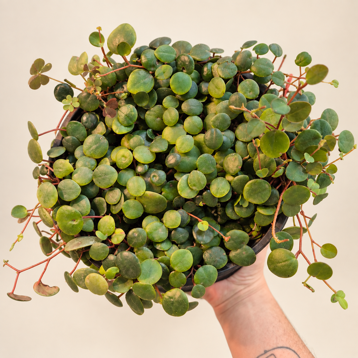 Peperomia peperspot