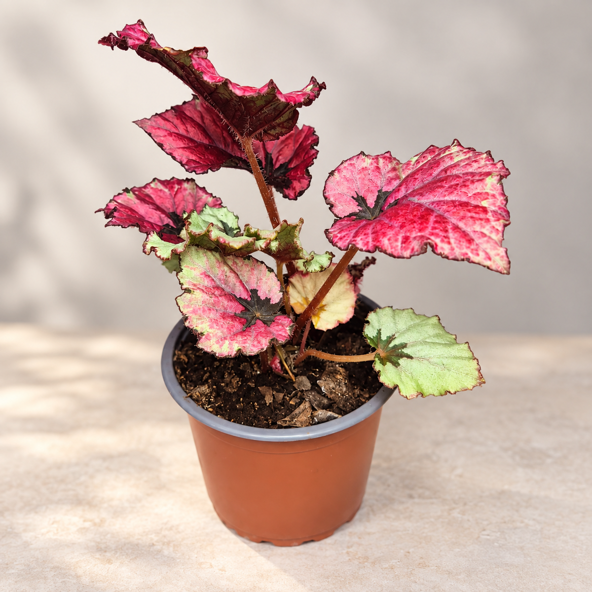 Begonia Rex 🌿