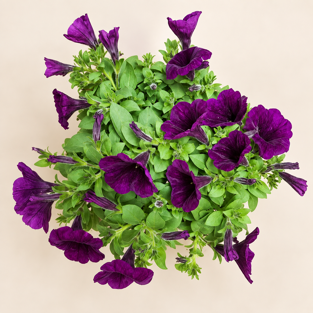 Petunias