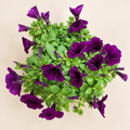 Petunias