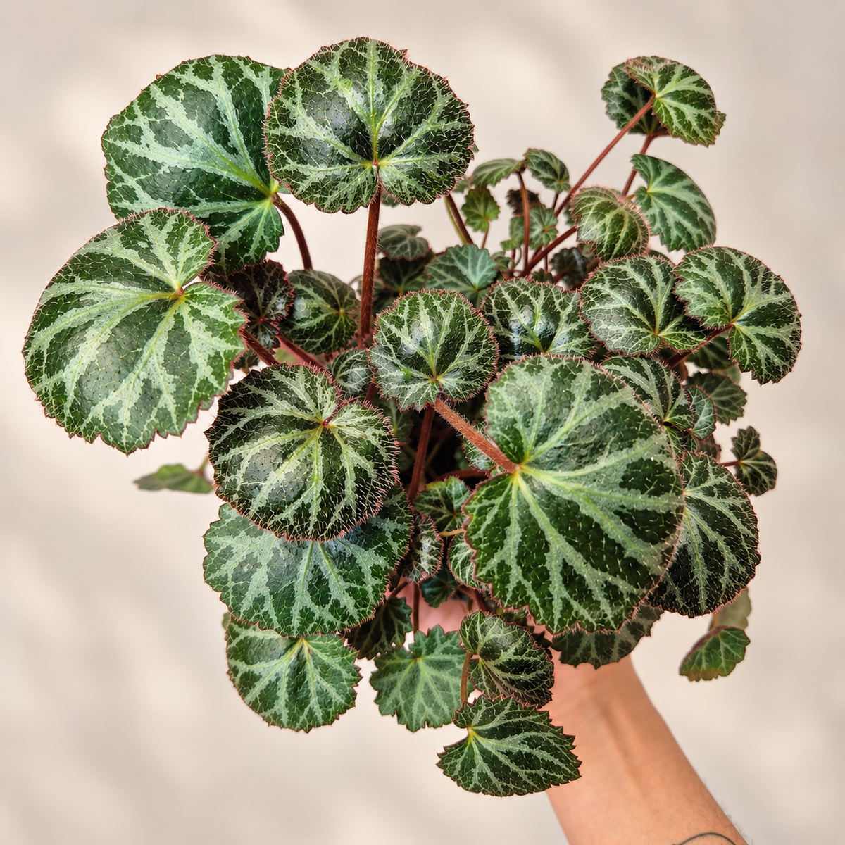 Saxifraga
