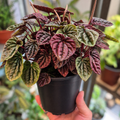 Peperomia Caperata