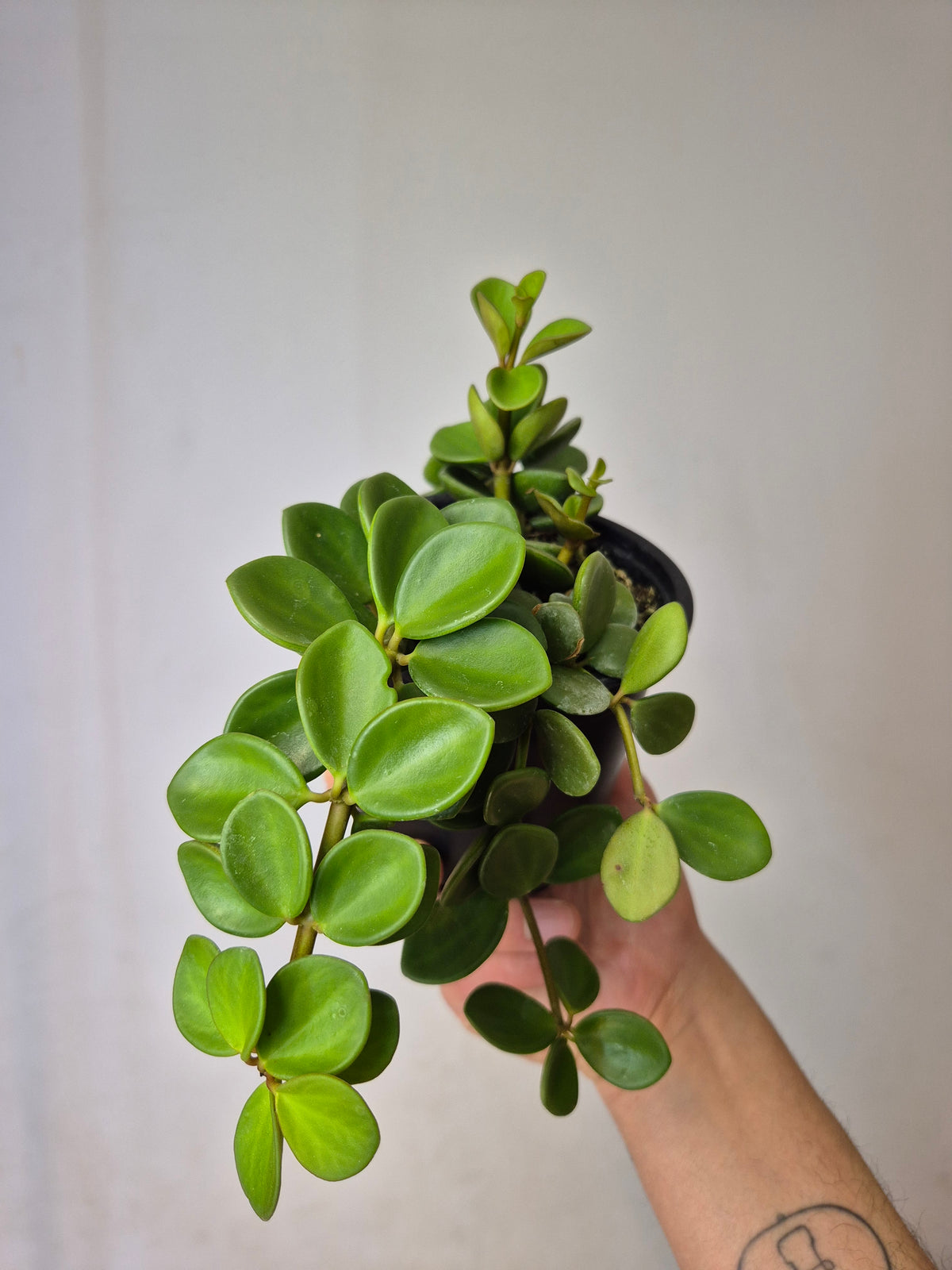 Peperomia hope