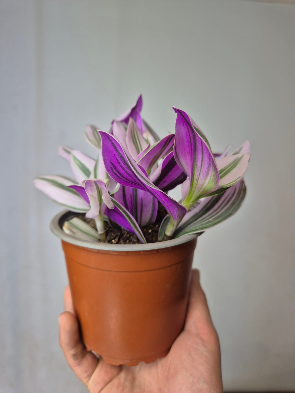Tradescantia nanouk pink