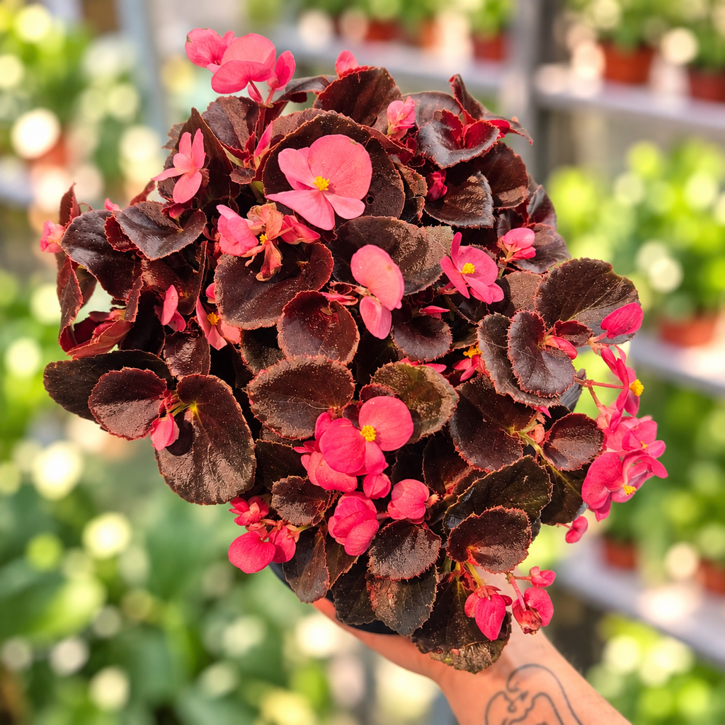 Begonia porcelana bowl