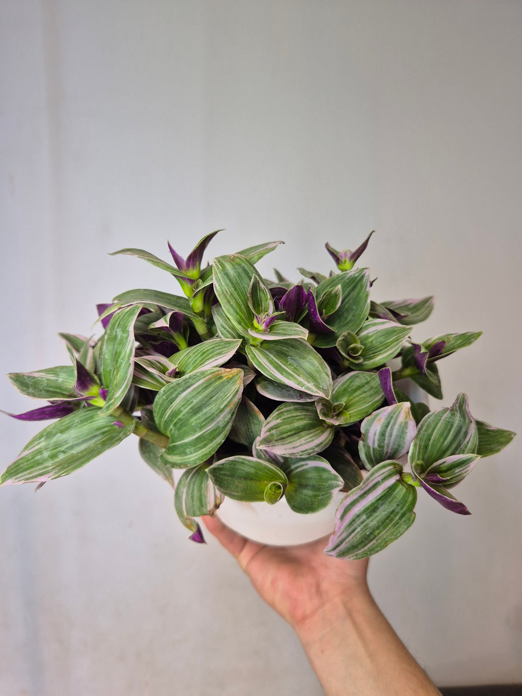 Tradescantia Nanouk bowl