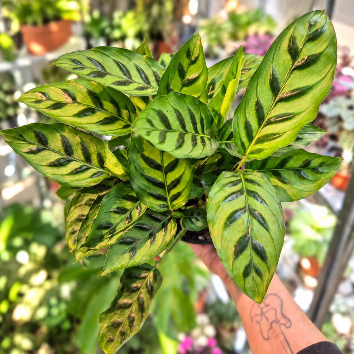 Calathea leopardina