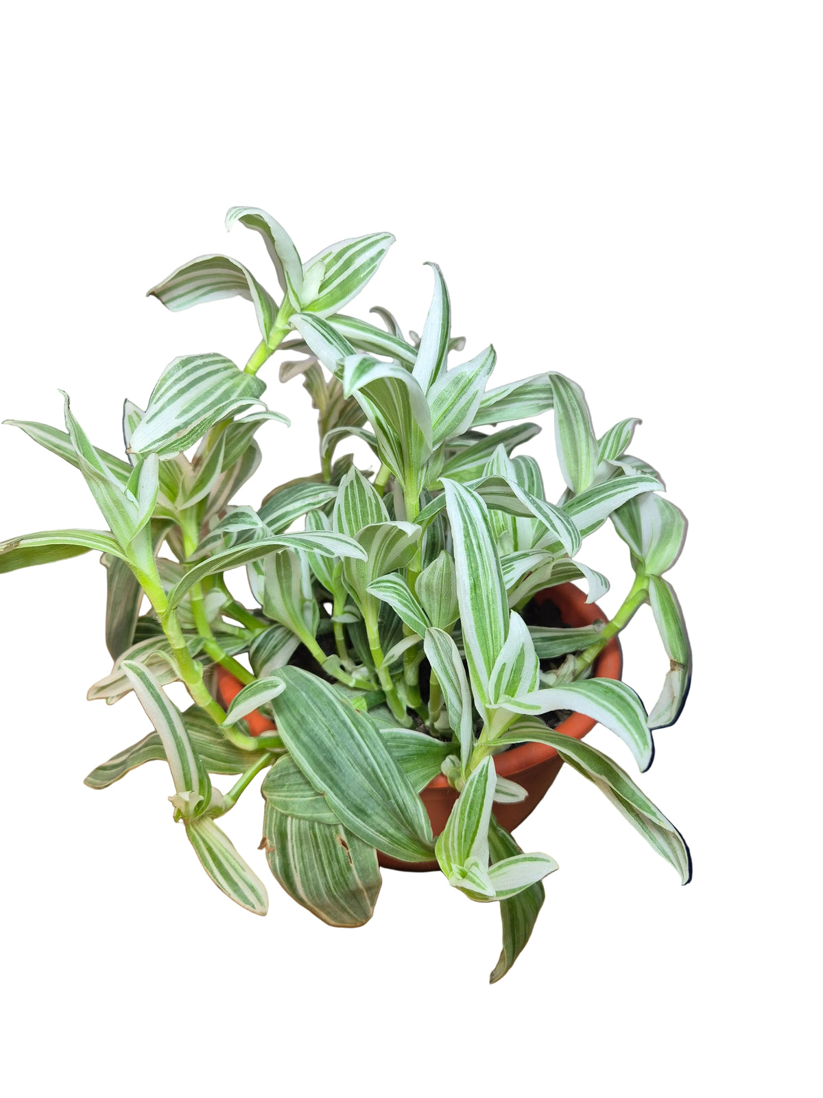 Tradescantia blanca