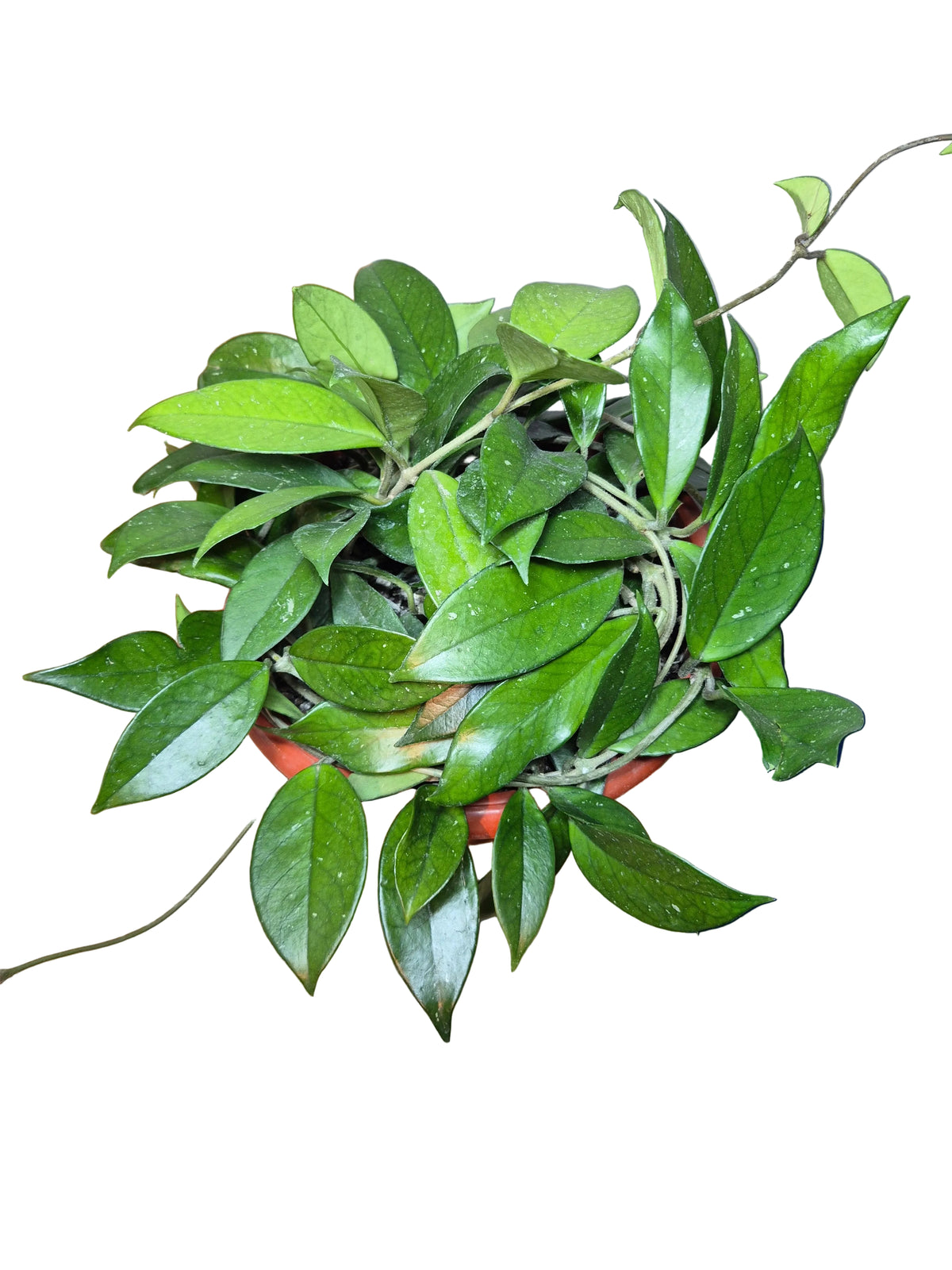 Clepia verde bowl