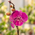 Orquídeas